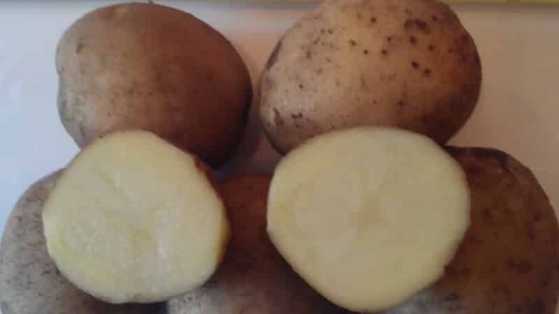 Early ripening potato variety Zorachka for fresh consumption