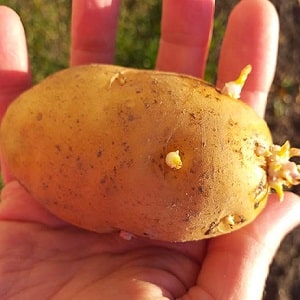 Early ripening potato variety Zorachka for fresh consumption
