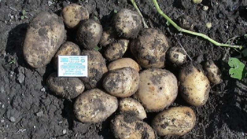 Early ripening potato variety Zorachka for fresh consumption