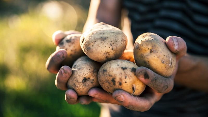 Early ripening potato variety Zorachka for fresh consumption