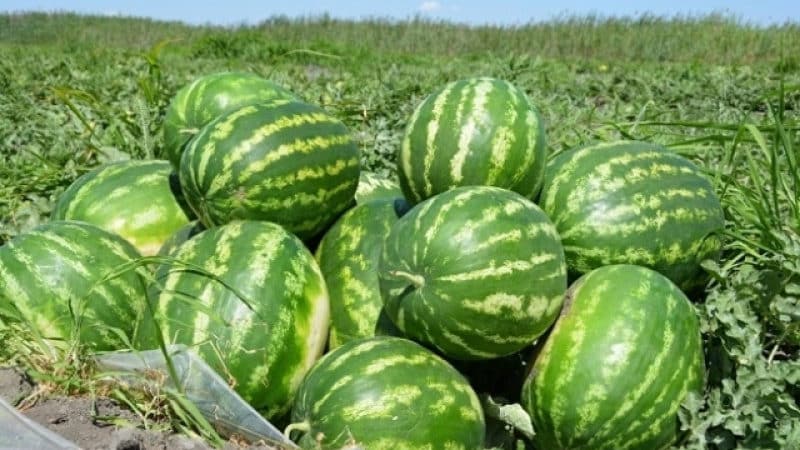 Names of early varieties of watermelons for open ground and reviews about them
