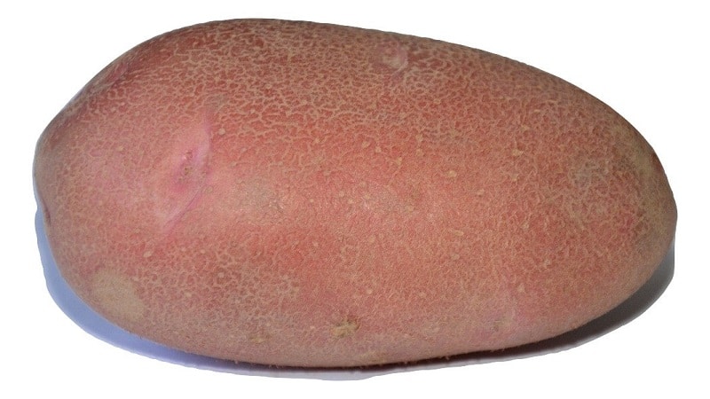 Early table potato variety Palace from Belarusian breeders