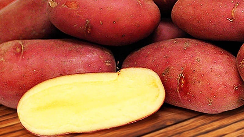 Early table potato variety Palace from Belarusian breeders