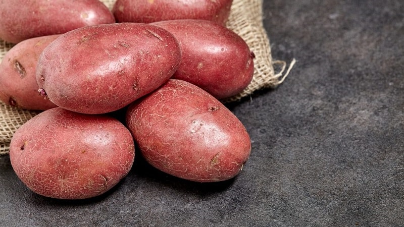 Early table potato variety Palace from Belarusian breeders