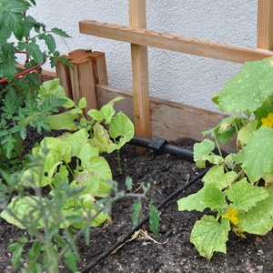 The most effective recipes for feeding cucumbers during fruiting