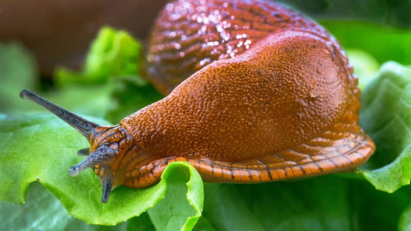 The most dangerous potato pests and methods of combating them