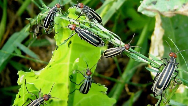 The most dangerous potato pests and methods of combating them