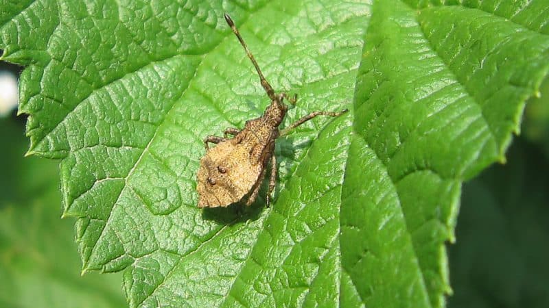 The most dangerous potato pests and methods of combating them