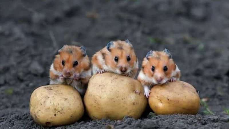The most dangerous potato pests and methods of combating them