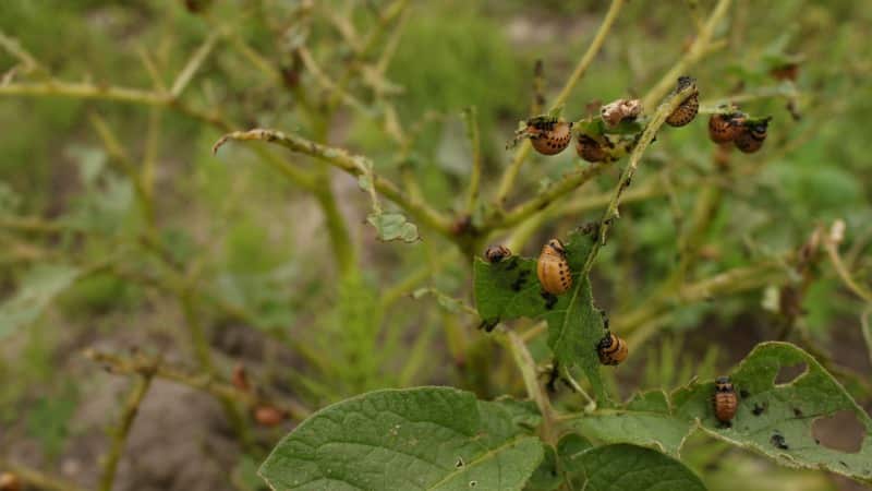The most dangerous potato pests and methods of combating them