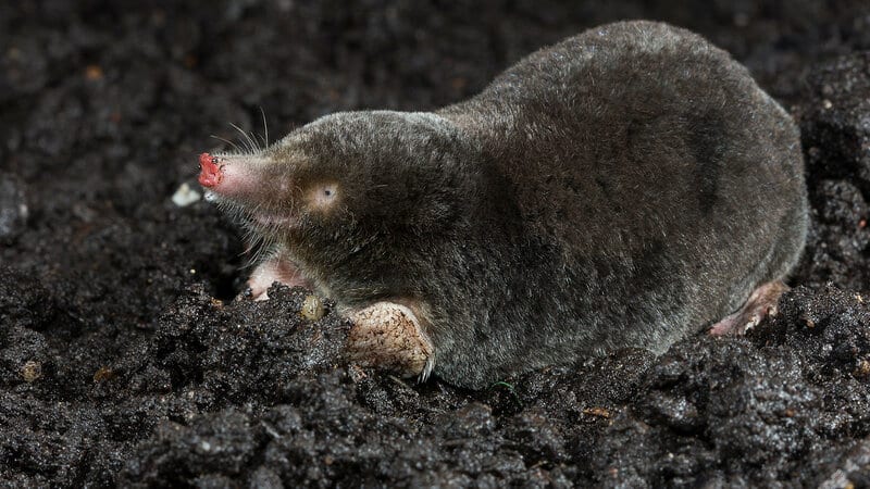 The most dangerous potato pests and methods of combating them