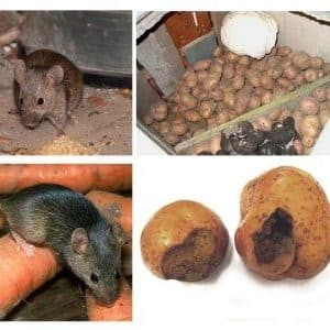 The most dangerous potato pests and methods of combating them