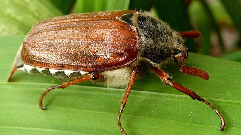 The most dangerous potato pests and methods of combating them