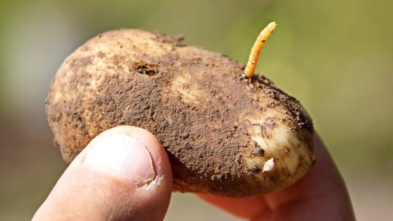 The most dangerous potato pests and methods of combating them