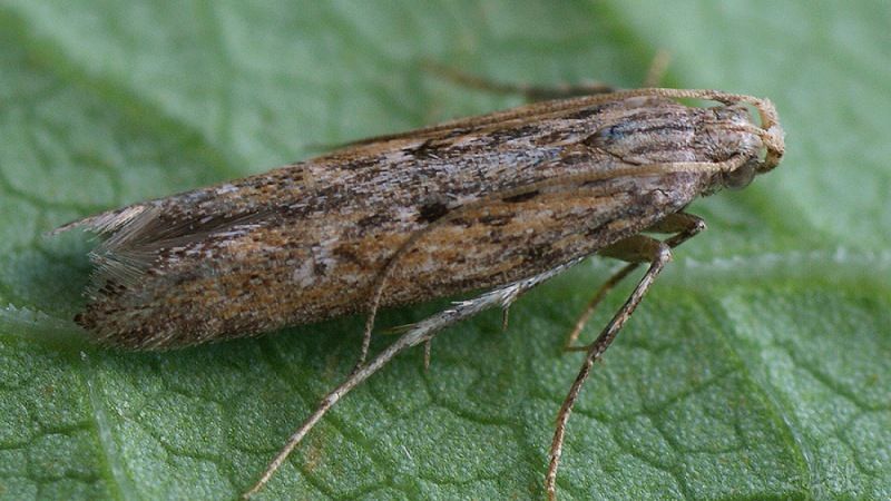 The most dangerous potato pests and methods of combating them
