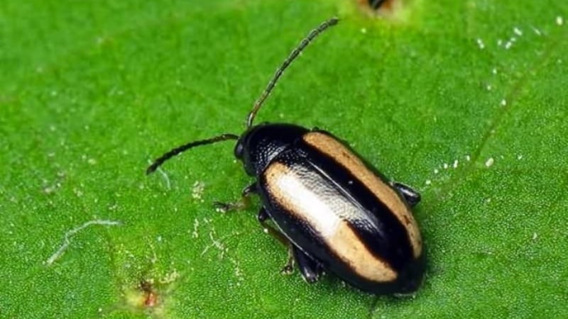The most dangerous potato pests and methods of combating them