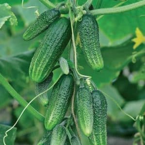 A new product that has become a favorite among many gardeners - Siberian Garland F1 cucumbers