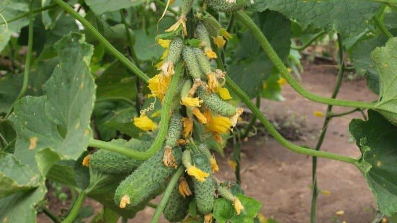 A new product that has become a favorite among many gardeners - Siberian Garland F1 cucumbers