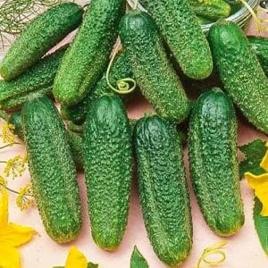A new product that has become a favorite among many gardeners - Siberian Garland F1 cucumbers