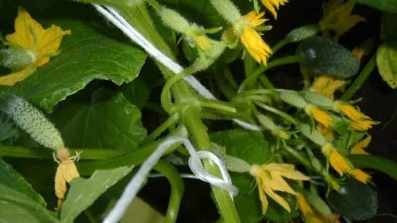 A new product that has become a favorite among many gardeners - Siberian Garland F1 cucumbers