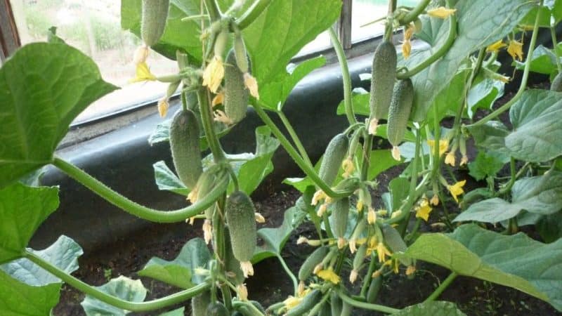 A new product that has become a favorite among many gardeners - Siberian Garland F1 cucumbers