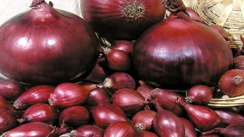 An early ripening onion variety with a rich red hue - Red Baron