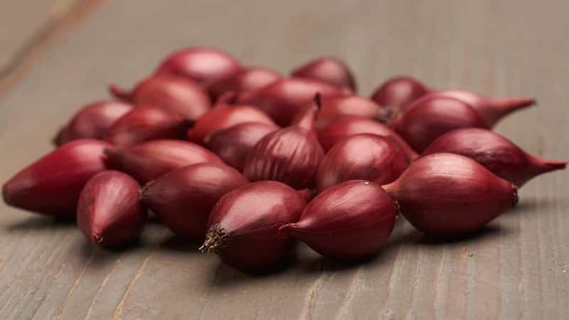 An early ripening onion variety with a rich red hue - Red Baron