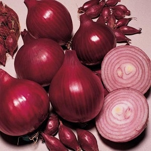 An early ripening onion variety with a rich red hue - Red Baron