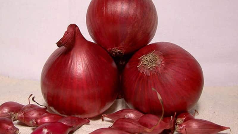 An early ripening onion variety with a rich red hue - Red Baron