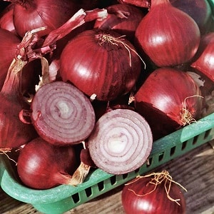 An early ripening onion variety with a rich red hue - Red Baron