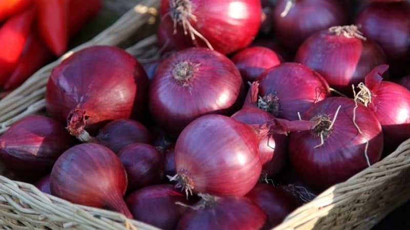 An early ripening onion variety with a rich red hue - Red Baron