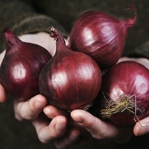 An early ripening onion variety with a rich red hue - Red Baron