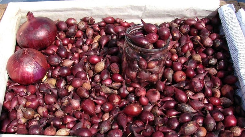 An early ripening onion variety with a rich red hue - Red Baron