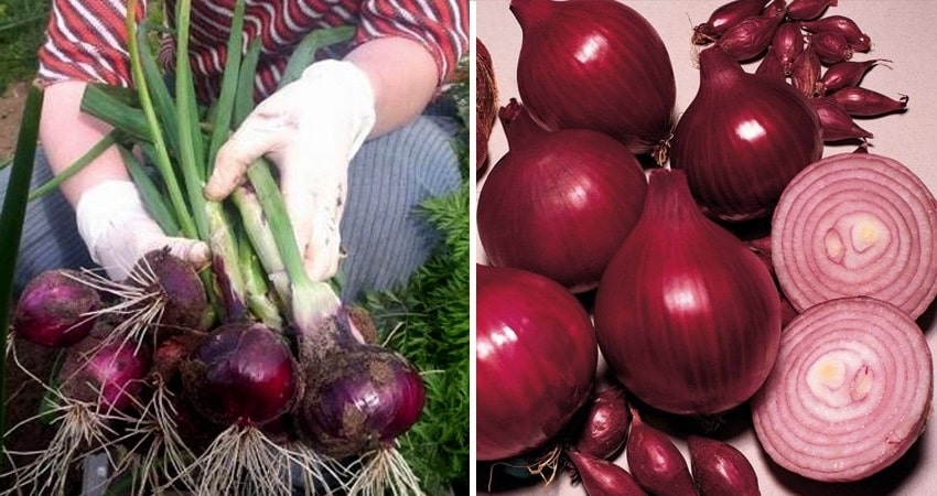 An early ripening onion variety with a rich red hue - Red Baron