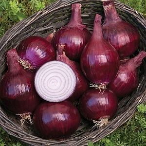 An early ripening onion variety with a rich red hue - Red Baron