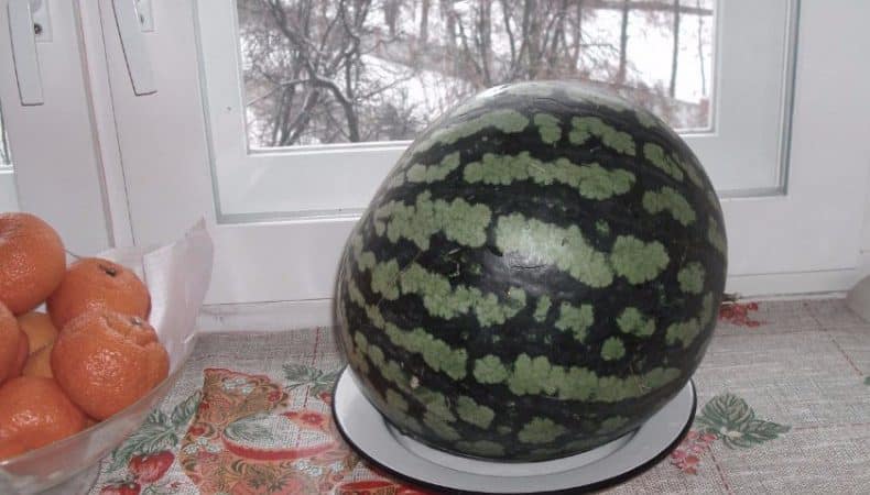 Preserving watermelon until the New Year at home