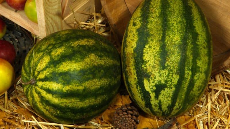 Preserving watermelon until the New Year at home