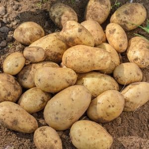 Mid-early table potato variety Isle of Jura