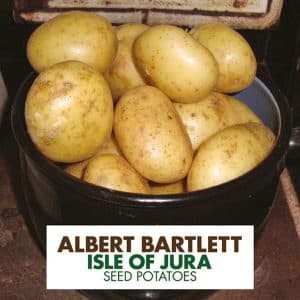 Mid-early table potato variety Isle of Jura