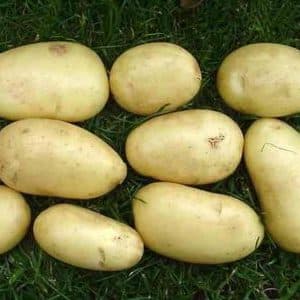 Mid-early table potato variety Isle of Jura
