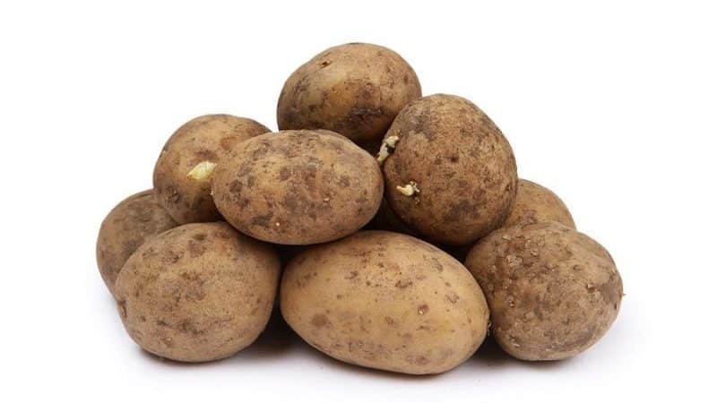 Mid-early table potato variety Isle of Jura
