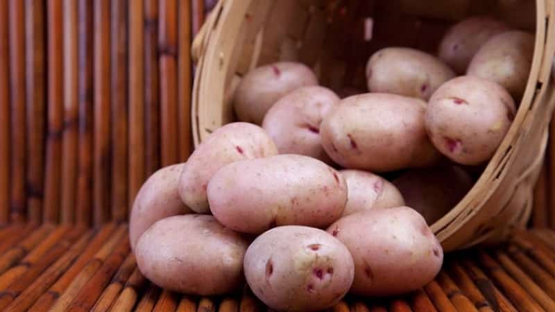 Potato variety Khozyayushka for growing in the northern regions