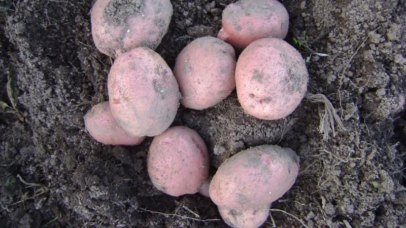 Potato variety Khozyayushka for growing in the northern regions