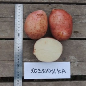 Potato variety Khozyayushka for growing in the northern regions
