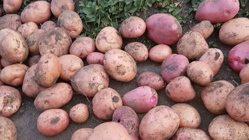 Potato variety Khozyayushka for growing in the northern regions