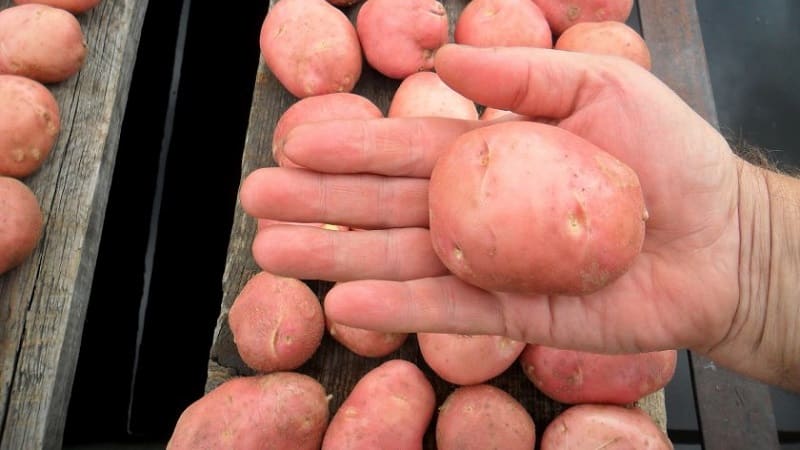 Potato variety Khozyayushka for growing in the northern regions