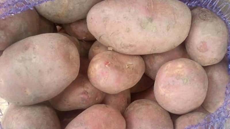 Potato variety Ilyinsky, suitable for any soil and climatic conditions