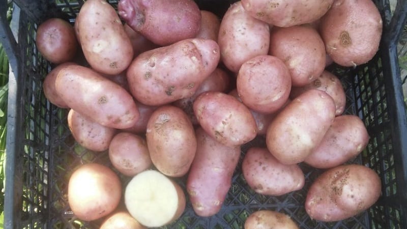 Potato variety Krasa with excellent presentation and excellent taste