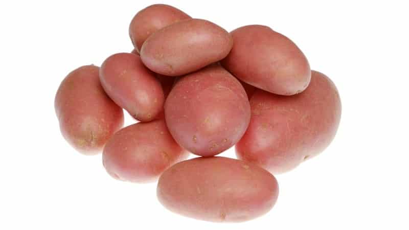 Potato variety Krasa with excellent presentation and excellent taste