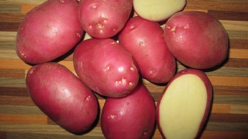 Potato variety Krasa with excellent presentation and excellent taste